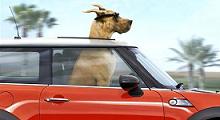 Marmaduke image